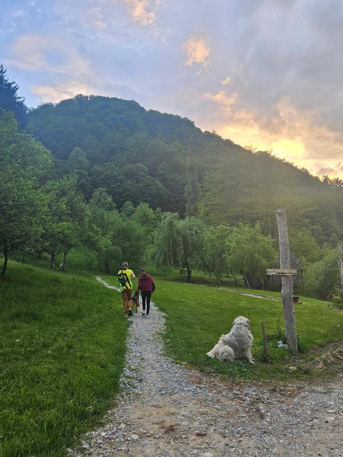 Pensiunea Lupul Dacic Costesti  ภายนอก รูปภาพ